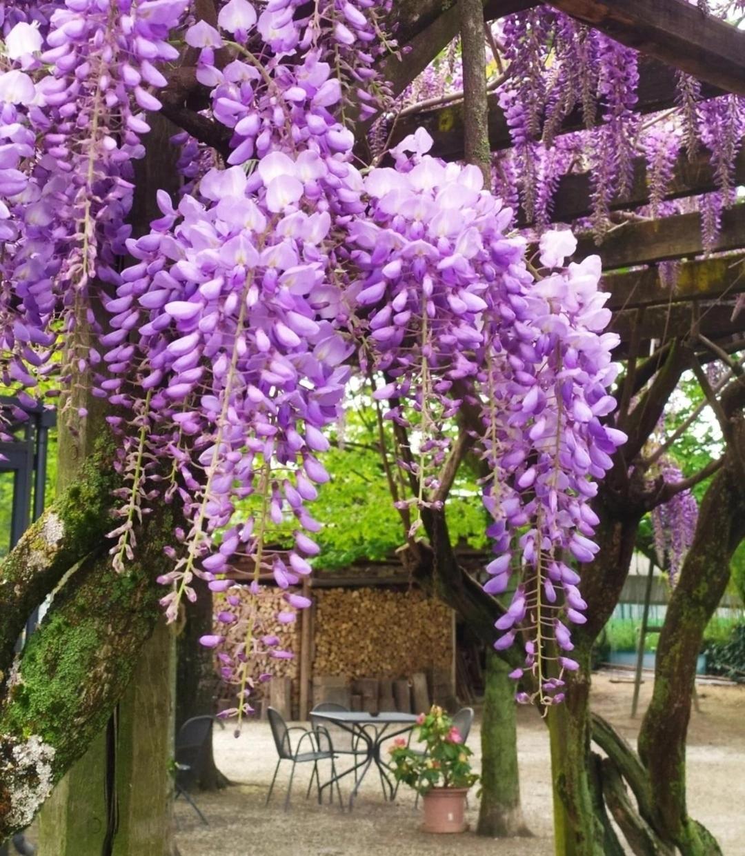 Il Germano Reale Bed & Breakfast Alba  Luaran gambar